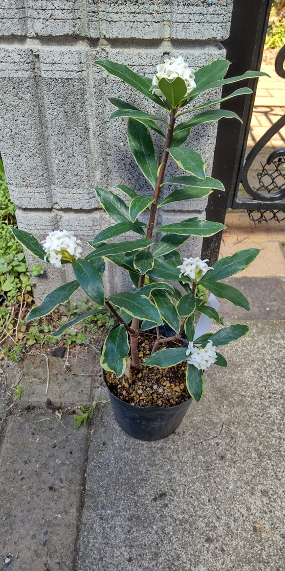 沈丁花ページ② 沈丁花ページ② ジンチョウゲ 沈丁花 挿し木 2苗【G】 - メルカリ