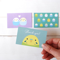 メッセージカード セキセイインコ メッセージカード ひよこのもり工房