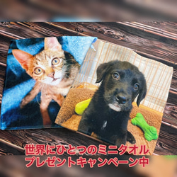 【オーダーメイド】クッション　正方形タイプ　Sサイズ　うちの子グッズ ☆犬 猫☆　母の日プレゼントにも♪ 12枚目の画像