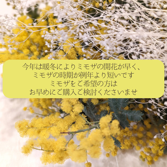 【ミモザの季節限定】みんな大好き！ミモザとかすみ草のドライフラワースワッグ　L母の日　花束　インテリア　スワッグ　壁飾り 8枚目の画像