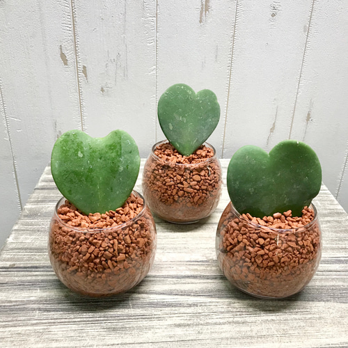 ハートホヤ ラブハート 多肉植物 水栽培 ハイドロカルチャー ラウンド