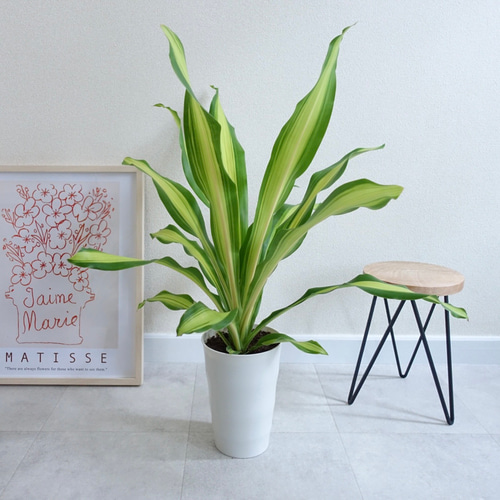 【超希少】 ドラセナオンベット コレクション苗 超希少】 ドラセナオンベット コレクション苗