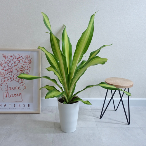 新品種】ドラセナ ゴールドコード 希少 観葉植物 室内 〈フィカス