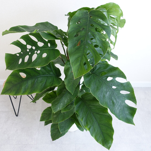 エキゾチックです‼︎ クライムリーフ 超希少品種 モンステラ デュビア