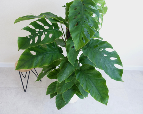 115d505b8f2b6c8def95325398d6f5