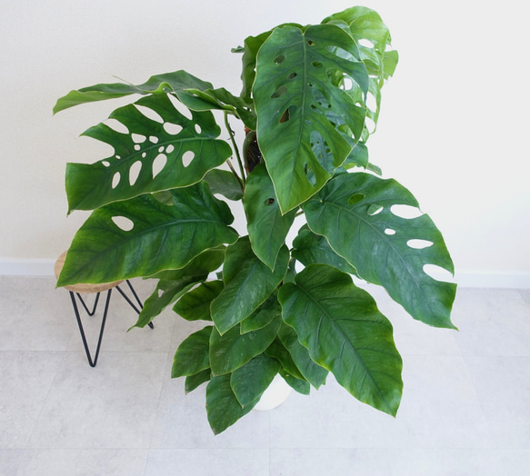 希少】モンステラ デュビア