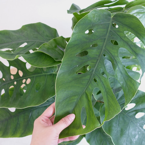 エキゾチックです‼︎ クライムリーフ 超希少品種 モンステラ デュビア