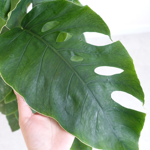 エキゾチックです‼︎ クライムリーフ 超希少品種 モンステラ デュビア