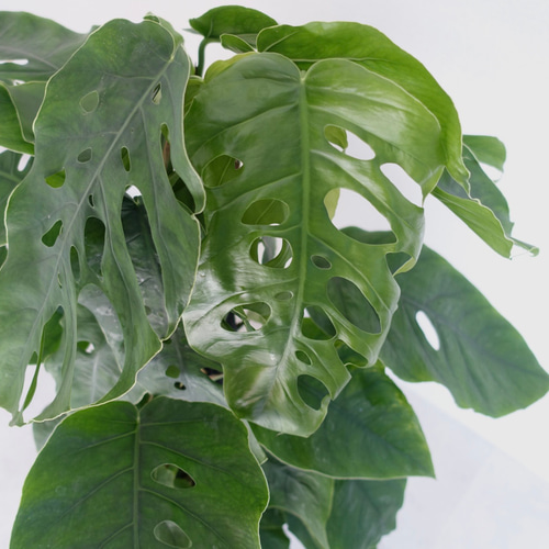 エキゾチックです‼︎ クライムリーフ 超希少品種 モンステラ デュビア