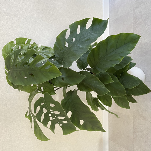 希少】モンステラ デュビア