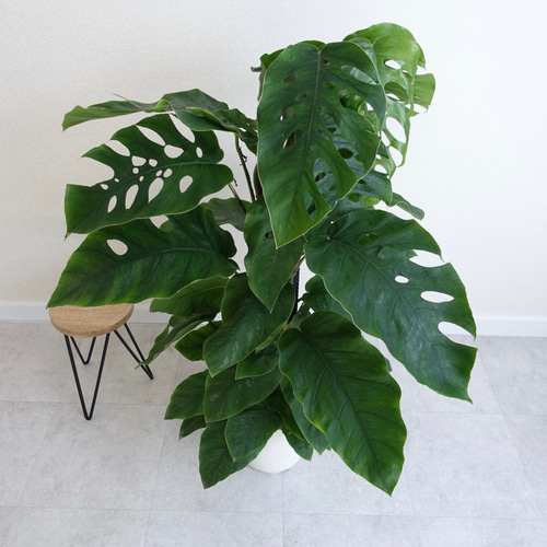 エキゾチックです‼︎ クライムリーフ 超希少品種 モンステラ デュビア