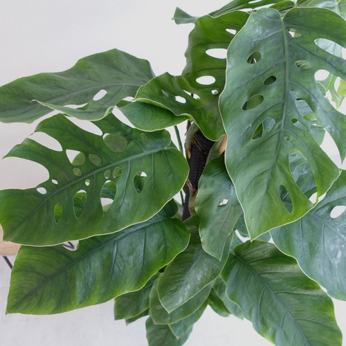 エキゾチックです‼︎ クライムリーフ 超希少品種 モンステラ デュビア