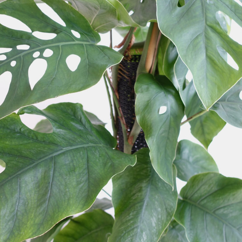 エキゾチックです‼︎ クライムリーフ 超希少品種 モンステラ デュビア