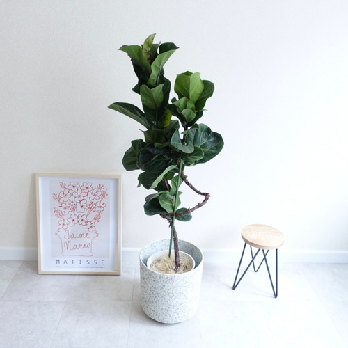 オブジェのような美しさ‼︎ フィカス バンビーノ カシワバゴム 観葉