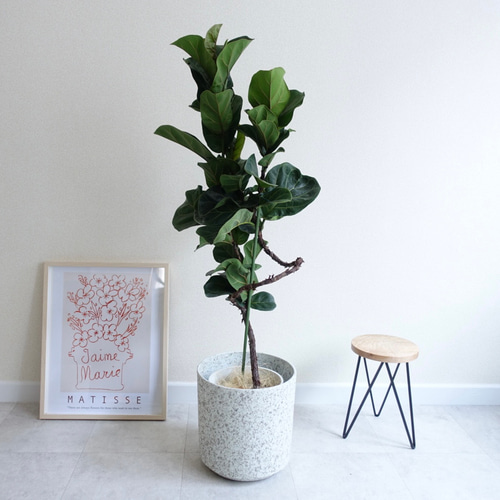 オブジェのような美しさ‼︎ フィカス バンビーノ カシワバゴム 観葉