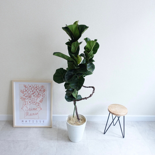 オブジェのような美しさ‼︎ フィカス バンビーノ カシワバゴム 観葉