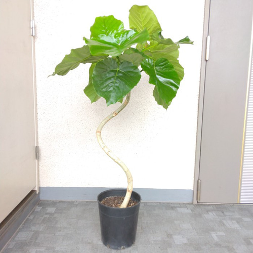 フィカス ウンベラータ 曲がり仕立て 大型❗ 高さ190cm❗10号 美樹形❗ フィカス ウンベラータ 曲がり仕立て 大型❗ 高さ190cm❗10号