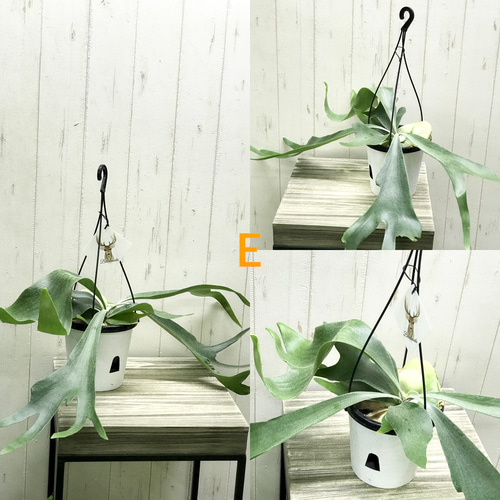 専用　同梱　ビカクシダ コウモリラン ネザーランド　吊り鉢 観葉植物：ビカクシダ コウモリラン ネザーランド*7号 吊り鉢