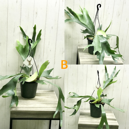 専用　同梱　ビカクシダ コウモリラン ネザーランド　吊り鉢 コウモリラン(ビカクシダ) ネザーランド 4号吊り鉢(底穴無し) ECO