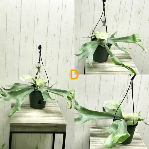 選べる個体 ビカクシダ ネザーランド 吊り鉢 ハンギング その他