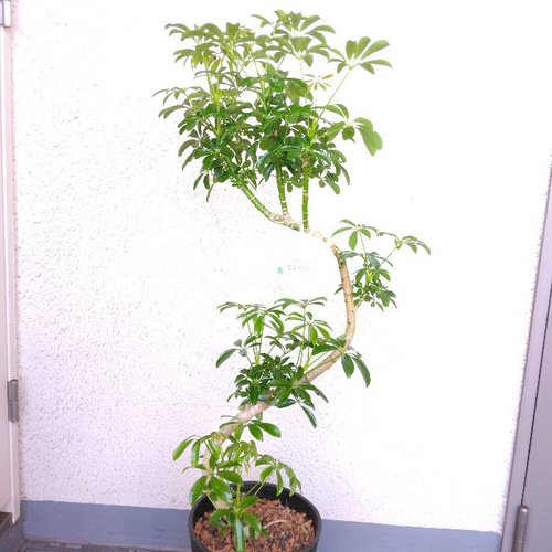 現品】シェフレラ・コンパクタ（ホンコンカポック）曲がり 観葉植物 樹