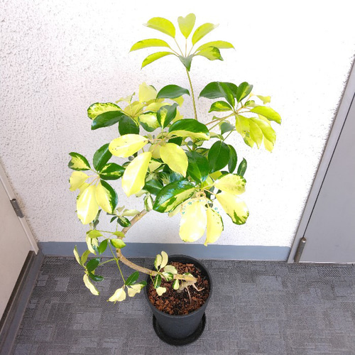 現品】【希少種】①シェフレラ【ゴールドリーフ曲がり】 高級