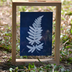 植物剪影。藍曬漂浮框畫 Botanic Cyanotype Framed Art Piece 第3張的照片