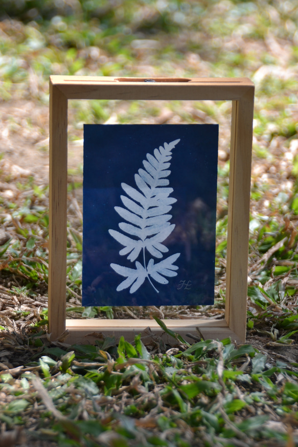 植物剪影。藍曬漂浮框畫 Botanic Cyanotype Framed Art Piece 第3張的照片