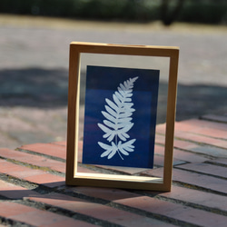 植物剪影。藍曬漂浮框畫 Botanic Cyanotype Framed Art Piece 第1張的照片