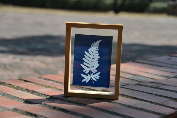 植物剪影。藍曬漂浮框畫 Botanic Cyanotype Framed Art Piece 第1張的照片