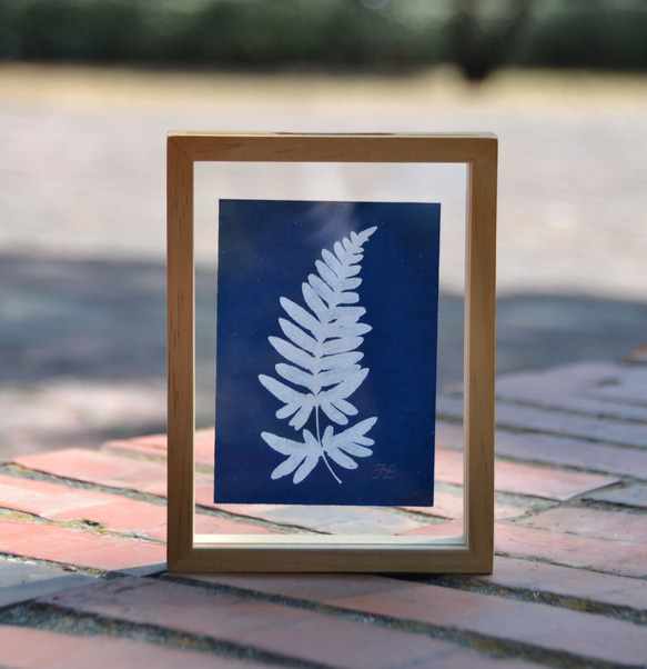 植物剪影。藍曬漂浮框畫 Botanic Cyanotype Framed Art Piece 第2張的照片