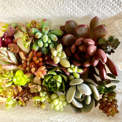 多肉植物　朧月　カット苗 多肉植物 朧月 カット苗10個 多肉植物 pekipeki 通販 16796161