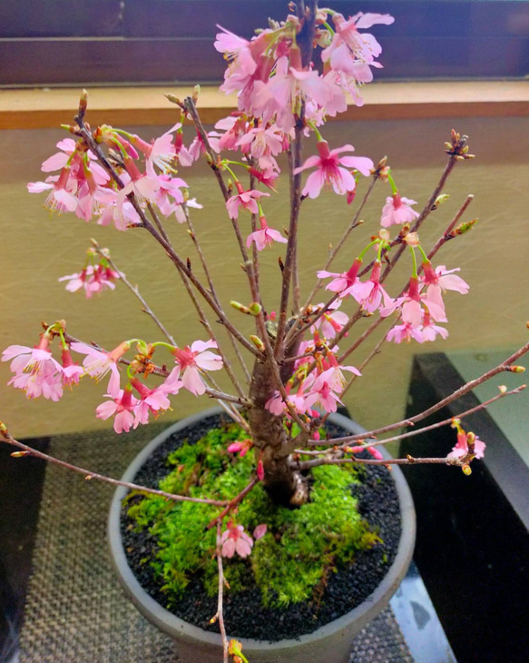 ☆SALE☆送料無料☆大きなおかめ桜苔盆栽☆summerフェア 一輪挿し