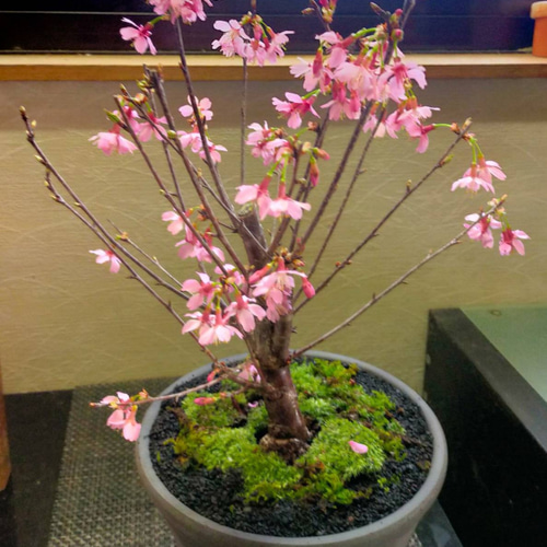 ☆SALE☆送料無料☆大きなおかめ桜苔盆栽☆summerフェア 一輪挿し