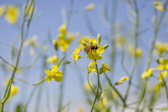 【数量限定size】トネノワ　国産はちみつ（百花蜜）500ml  非加熱蜂蜜 7枚目の画像