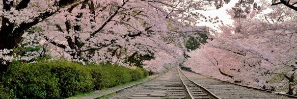 008 京都 蹴上の桜 1枚目の画像