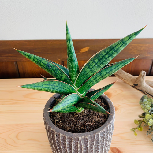 サンセベリアケニア（希少） 観葉植物 陶器鉢付き 観葉植物 本物 サンスベリア・ケニア セメントポット インテリア