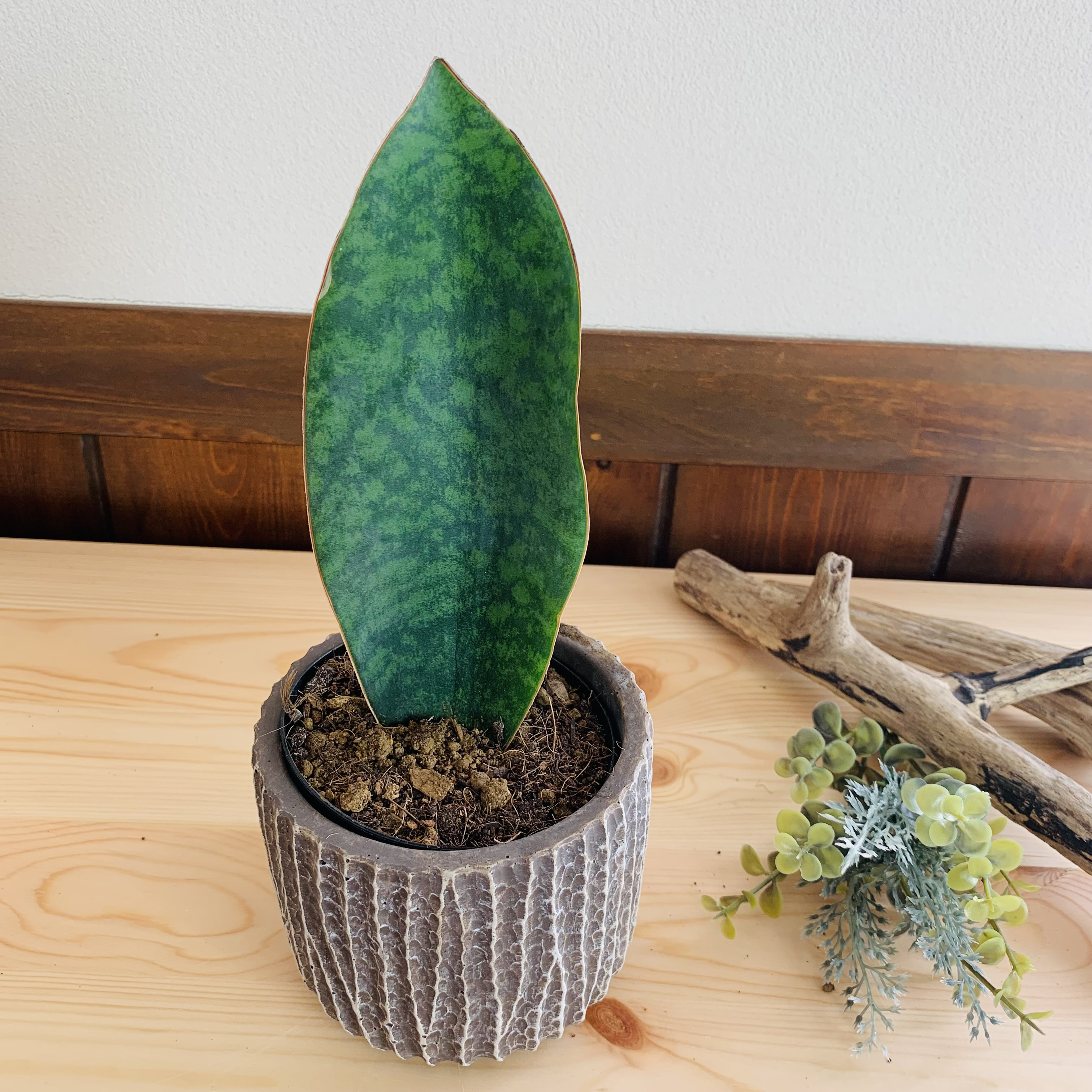 サンスベリア マッソニアーナ 3.5号 陶器鉢 ブラウン 観葉植物 多肉