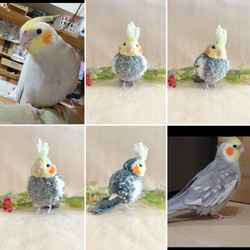 鳥のうちの子ぽんぽん（大きいサイズ）　　　オカメインコ アキクサインコ コザクラインコ サザナミインコ シロハラインコ 7枚目の画像