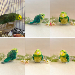 鳥のうちの子ぽんぽん（大きいサイズ）　　　オカメインコ アキクサインコ コザクラインコ サザナミインコ シロハラインコ 8枚目の画像