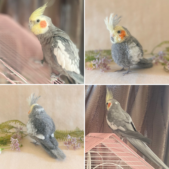 鳥のうちの子ぽんぽん（大きいサイズ）　　　オカメインコ アキクサインコ コザクラインコ サザナミインコ シロハラインコ 3枚目の画像