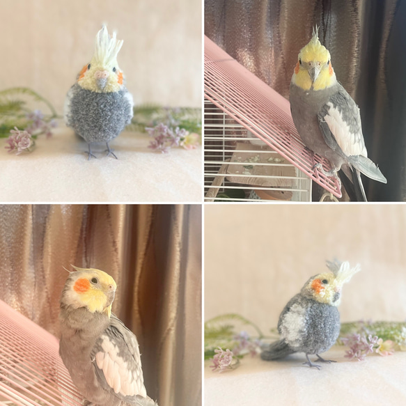 鳥のうちの子ぽんぽん（大きいサイズ）　　　オカメインコ アキクサインコ コザクラインコ サザナミインコ シロハラインコ 2枚目の画像