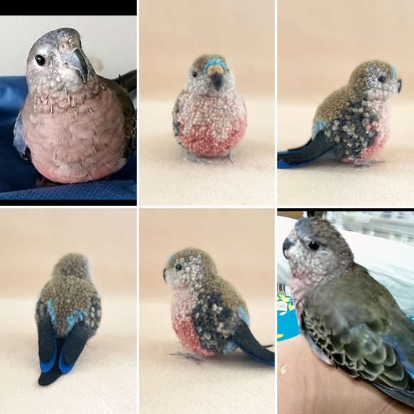 鳥のうちの子ぽんぽん（大きいサイズ）　　　オカメインコ アキクサインコ コザクラインコ サザナミインコ シロハラインコ 1枚目の画像