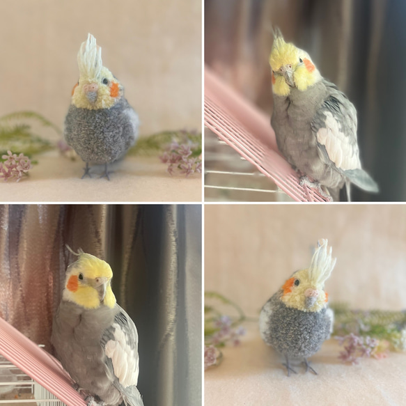 鳥のうちの子ぽんぽん（大きいサイズ）　　　オカメインコ アキクサインコ コザクラインコ サザナミインコ シロハラインコ 4枚目の画像