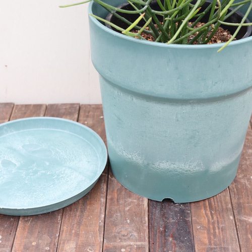 引き取り限定　銀葉グレビレア　ドーンパープル　大株 引き取り限定 銀葉グレビレア ドーンパープル 大株