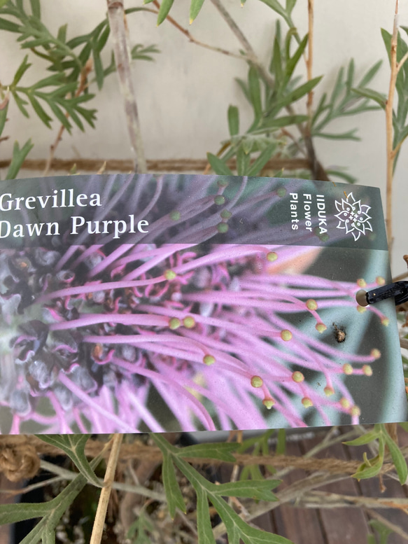 グレビレア♪ドーンパープル♪特大株♪人気 アートフラワー