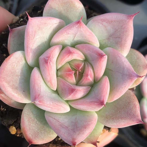 【新入荷｜送料込】エケベリア　韓国苗　ラズベリーアイス群生　多肉植物　ポコ多肉 農園直売 エケベリア属 ラズベリーアイス錦（群）多肉植物 観葉植物