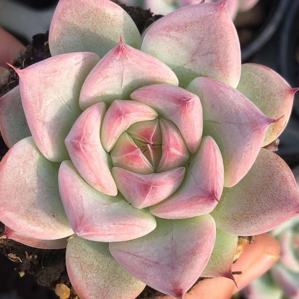 多肉植物　韓国苗　ラズベリーアイス ラズベリーアイス エケベリア 超美苗 大苗大株 多肉植物 韓国苗 観葉