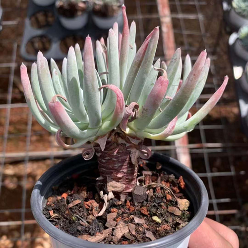 エデュリス群生 ダドレア 超美苗 大苗 大株 多肉植物 韓国苗 観葉植物