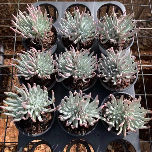 エデュリス群生 ダドレア 超美苗 大苗 大株 多肉植物 韓国苗